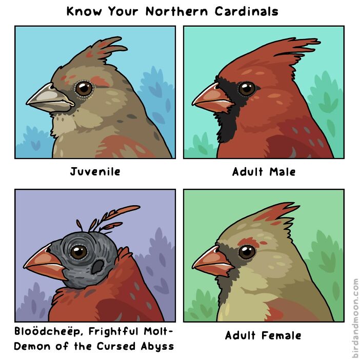 Comic showing playful illustrations of northern cardinals with juvenile, adult male, adult female, and spooky molting stages in nature and wildlife.