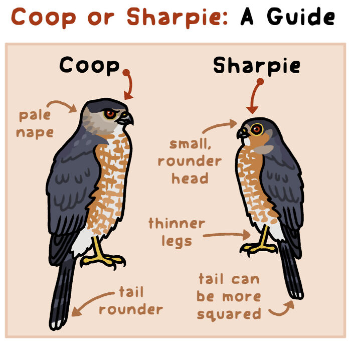 Illustrated comic showing differences between two birds, highlighting playful nature and wildlife in a fun artistic style.