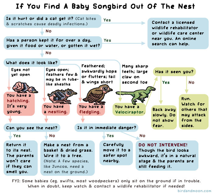 Flowchart explaining how to care for a baby songbird found out of the nest, with playful nature and wildlife comic style.