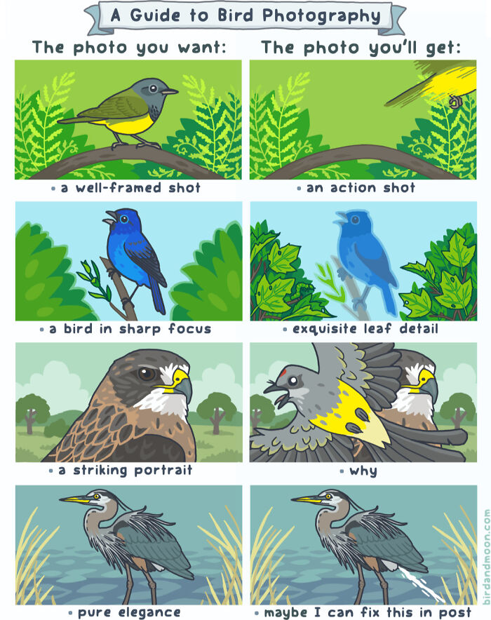 Playful comics showing the funny side of nature and wildlife through humorous bird photography scenarios.