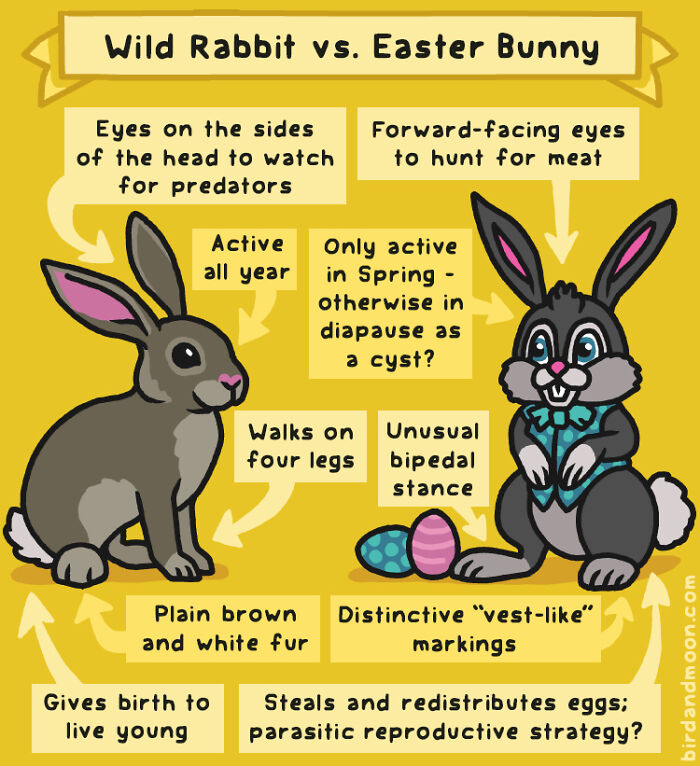 Playful comic comparing wild rabbit and Easter Bunny with funny nature and wildlife facts illustration.