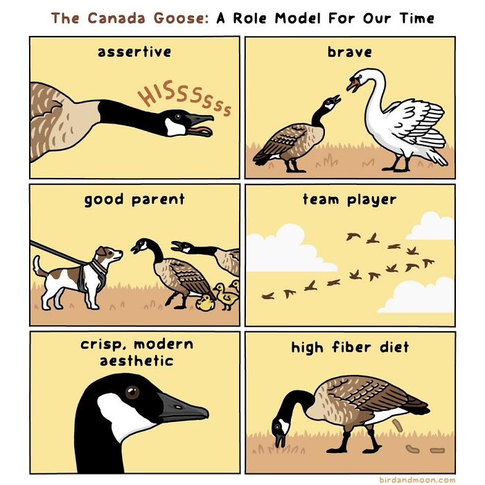 Comic panels showing playful wildlife traits of a Canada Goose, highlighting funny nature and wildlife humor by this artist