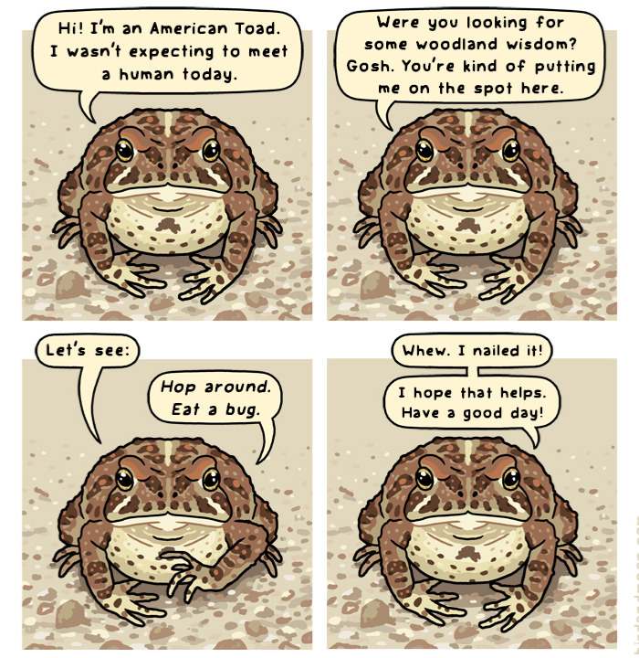 Comic panels featuring a playful American Toad delivering witty woodland wisdom in a nature and wildlife comic style.