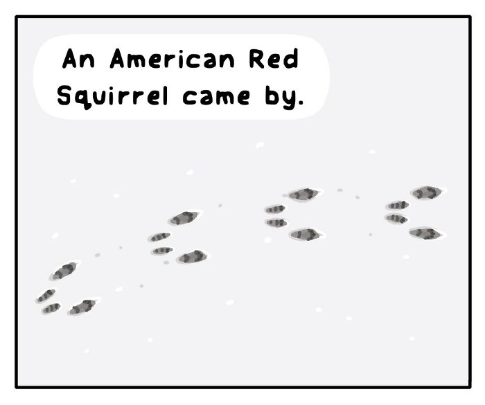 Comic panel showing animal footprints in snow with text about an American Red Squirrel in playful wildlife artwork.