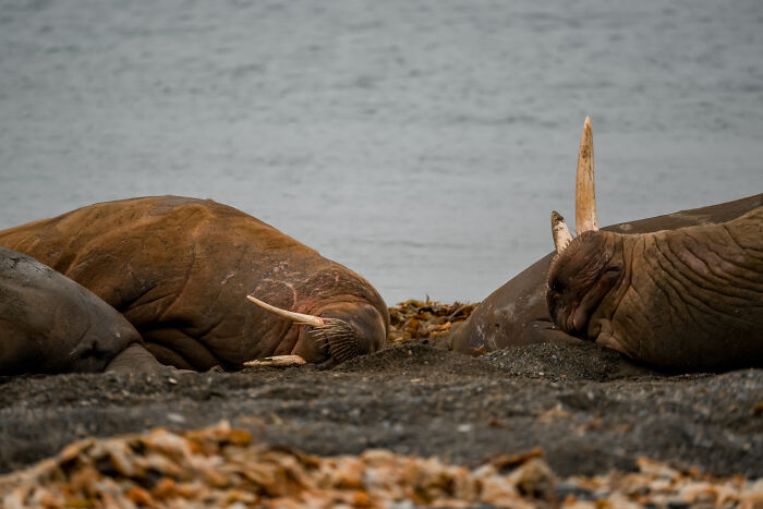 I&rsquo;ve Traveled The World For Years, But The Arctic Left Me Speechless