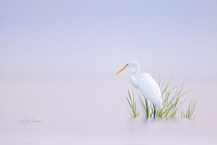 White heron standing in shallow water among grass, showcasing fine art bird photography with soft pastel tones.