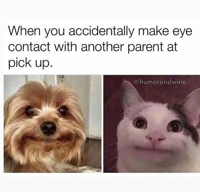 Dog and cat with awkward expressions illustrating accidental eye contact between parents at school pick up in parenting memes.