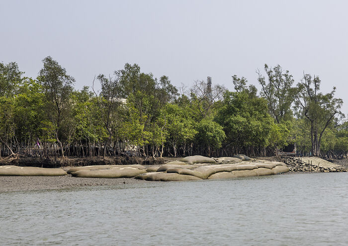 I Documented The Dangerous Work Of Honey Collectors In Bangladesh&rsquo;s Mangrove Forests