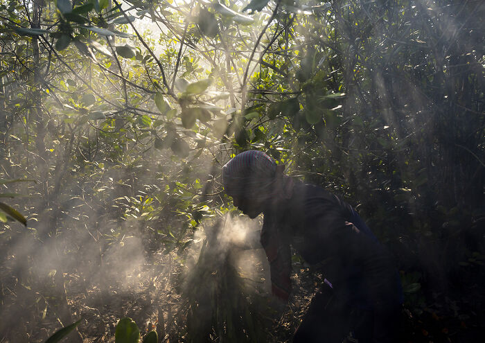I Documented The Dangerous Work Of Honey Collectors In Bangladesh&rsquo;s Mangrove Forests