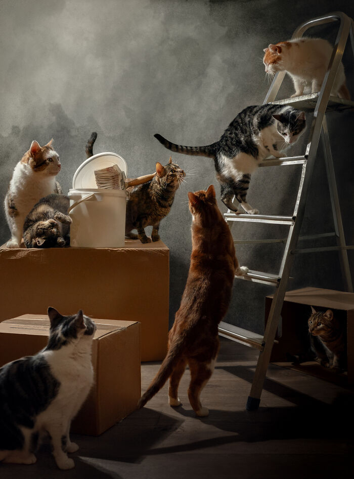 Five expressive dogs posing together in a creative pet photo winning at the 2025 international pet photography awards