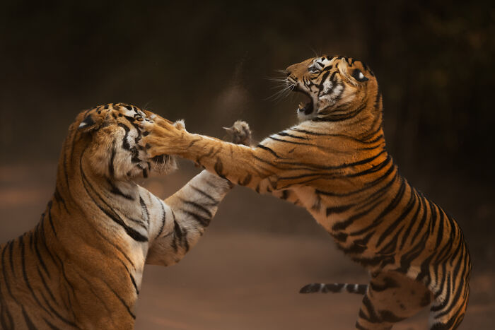 Two tigers engaged in a fierce playful fight captured in stunning wildlife photos by award-winning photographer.