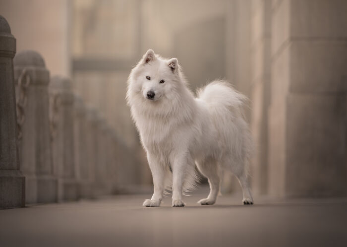 White fluffy dog standing on stone walkway in creative pet photos from international pet photography awards.