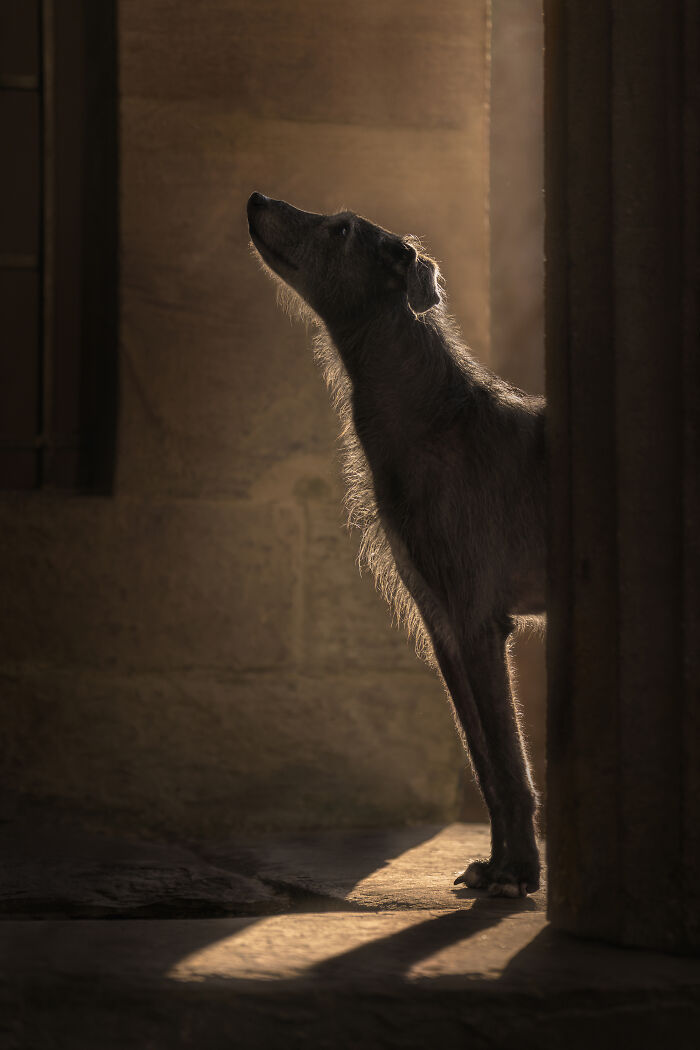Silhouetted dog standing in warm light, showcasing heartwarming and creative pet photos with artistic shadows and soft tones.