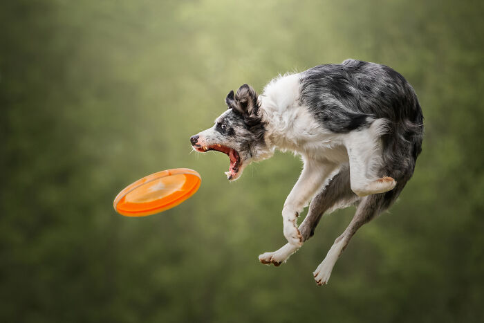 Border collie mid-air catching orange frisbee in creative pet photo showcasing heartwarming pet photography awards winner.