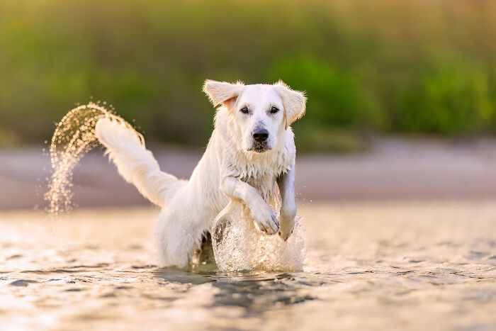White dog splashing through shallow water, captured in a creative pet photo with warm natural lighting.