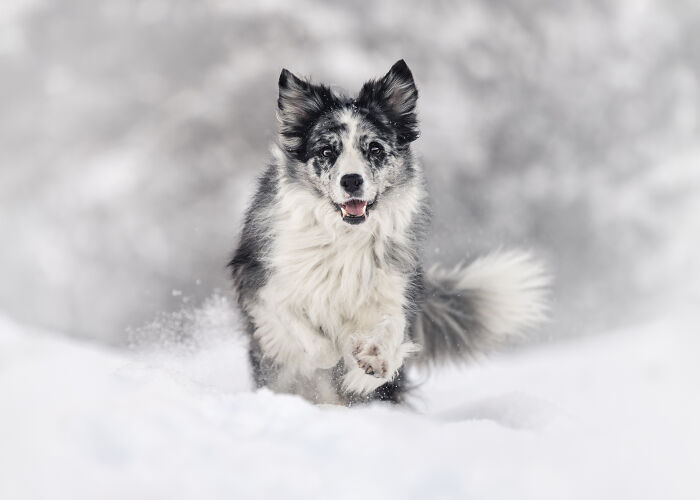 Border collie running excitedly through snow, showcasing creativity in heartwarming pet photos winning photography awards.