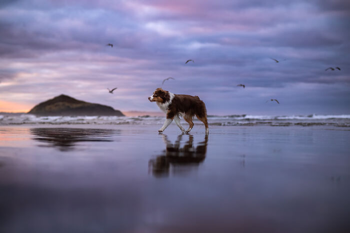 Brown and white dog walking on wet beach at sunset, with flying birds and a distant island, creative pet photography scene.