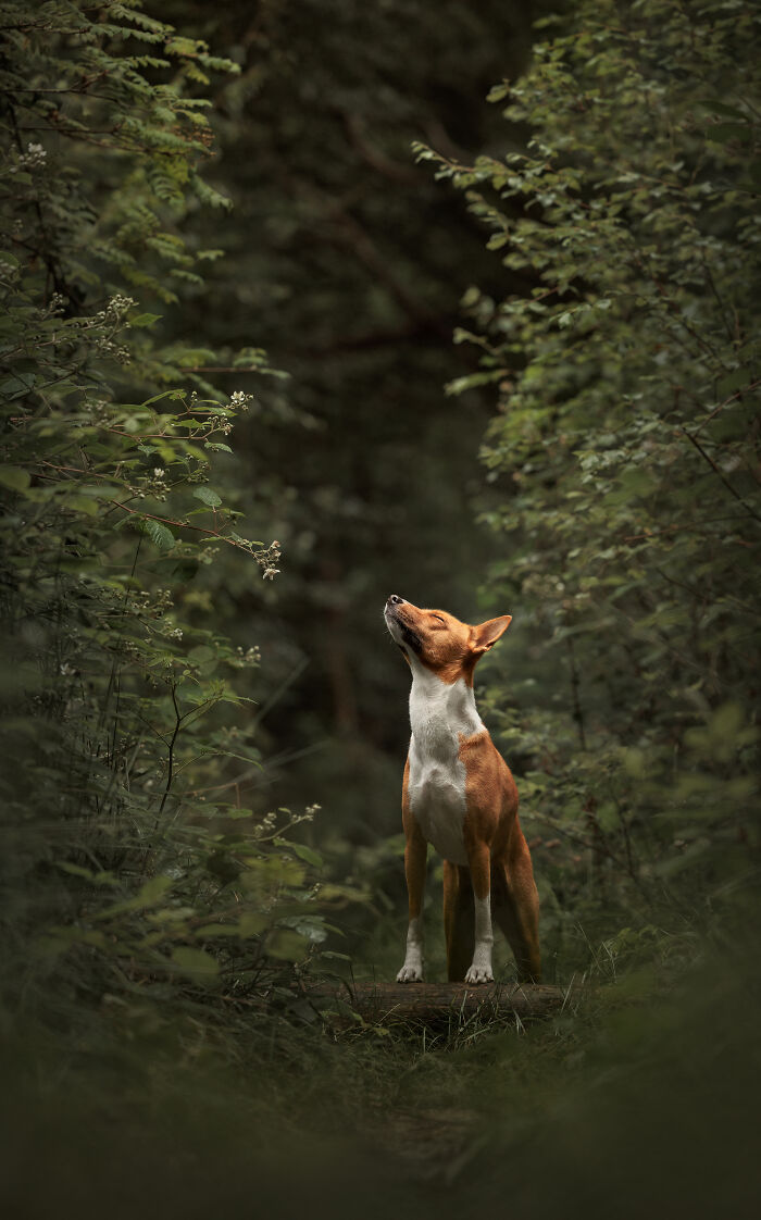 Basenji dog standing in a forest surrounded by greenery, a creative pet photo from award-winning pet photography.