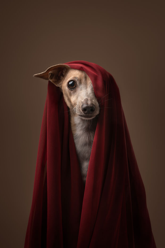 Dog covered in red fabric, captured in a creative pet photo showcasing heartwarming moments in pet photography awards.