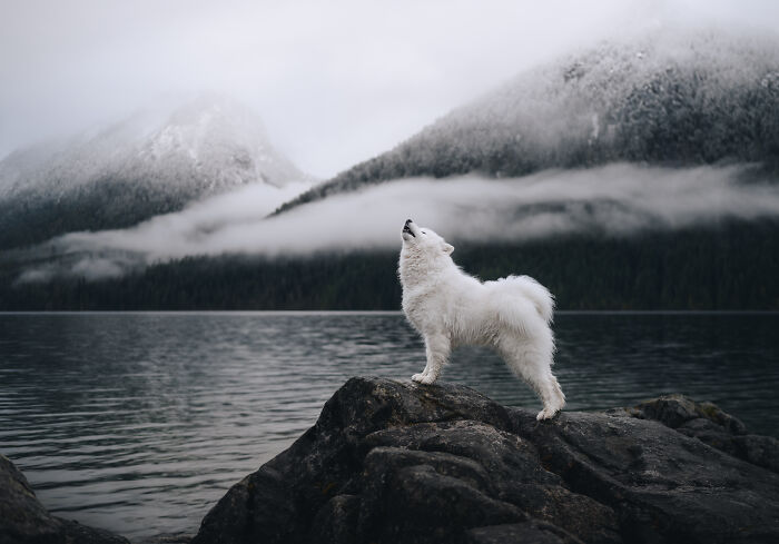 White dog howling on rocks by lake with misty mountains in background, creative pet photos winning awards.