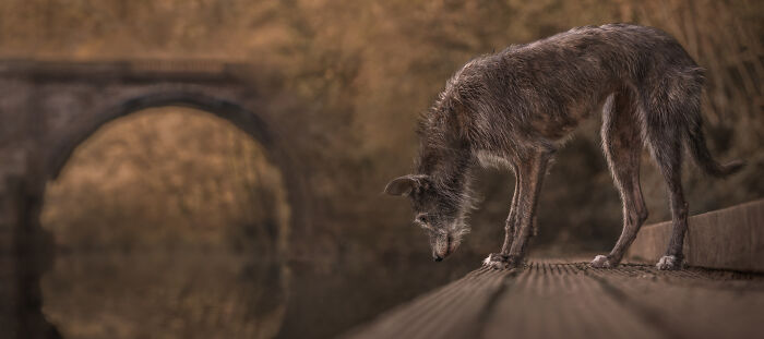 A heartwarming pet photo of a dog standing on a wooden platform near a blurred stone bridge background.