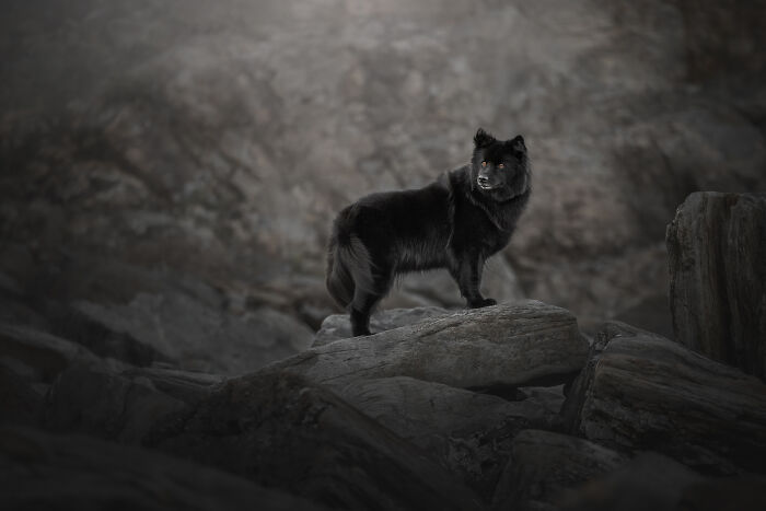 Black dog standing on rocky terrain in a heartwarming and creative pet photo from the 2025 photography awards.
