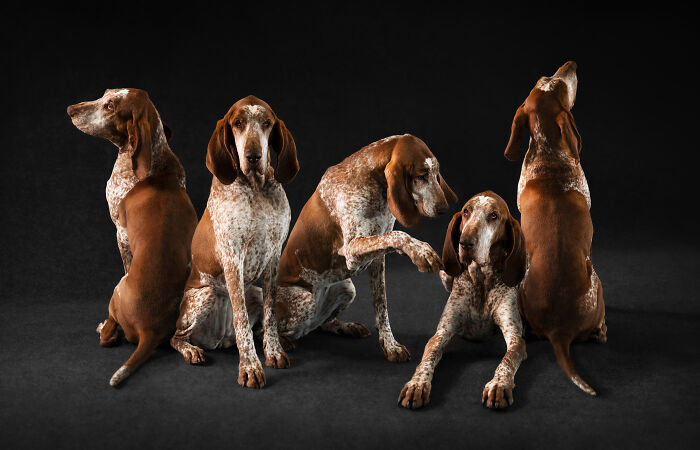 Five expressive dogs posing together in a creative pet photo winning at the 2025 international pet photography awards