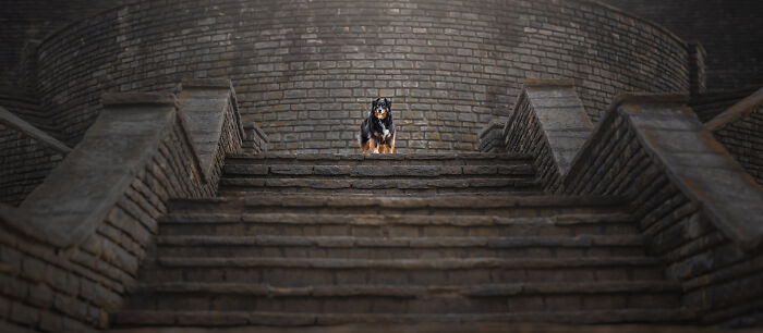 Small dog sitting on large stone staircase in creative pet photo from 2025 international pet photography awards.