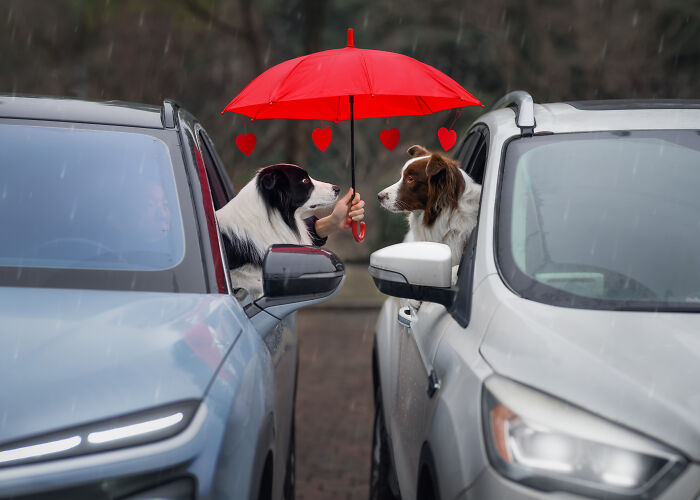 Two dogs sitting in cars sharing a red umbrella with heart decorations in a creative pet photography scene.
