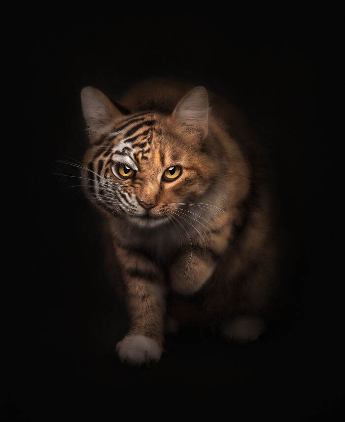 Cat with tiger-like stripes and yellow eyes in a creative pet photo winning at the 2025 International Pet Photography Awards