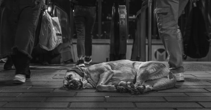 Stray dog resting on the sidewalk at night, surrounded by pedestrians, showcasing heartwarming and creative pet photography.