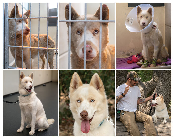 Collage of creative and heartwarming pet photos featuring a white dog in various settings from pet photography awards.