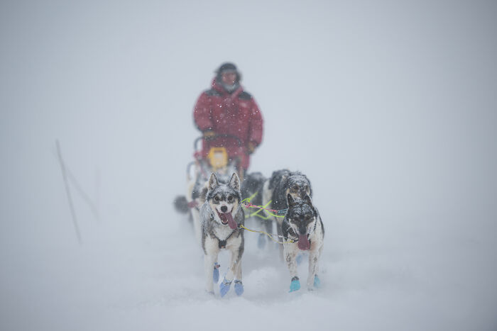 Sled dogs running through snowy landscape with musher in background in creative pet photography award winner image