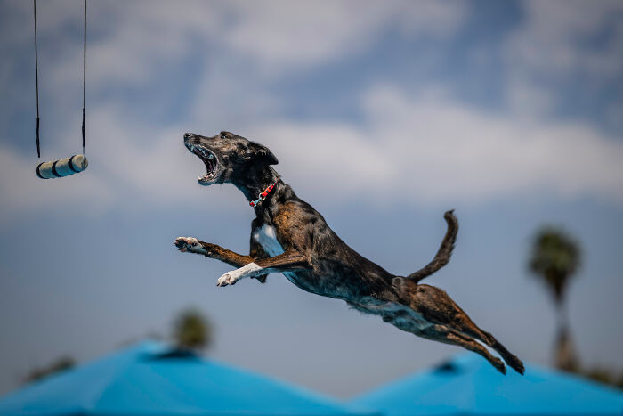 Brindle dog leaping mid-air to catch a toy, showcasing action in creative pet photos from award-winning pet photography.