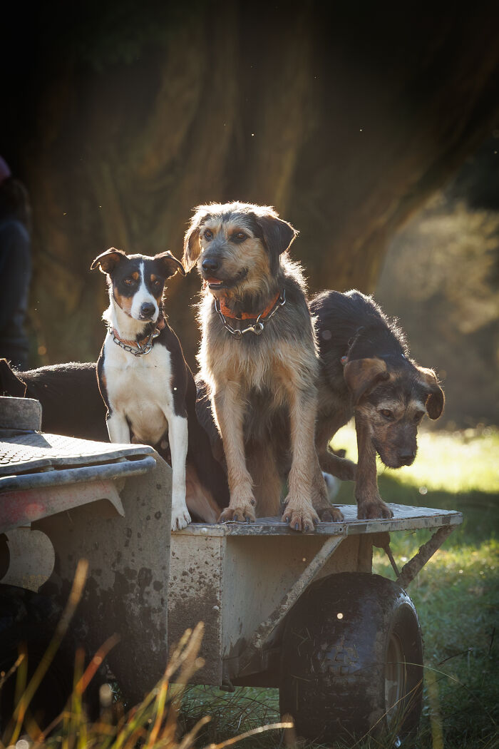 Three dogs sitting on a cart outdoors in soft sunlight, a heartwarming creative pet photo winning pet photography awards.