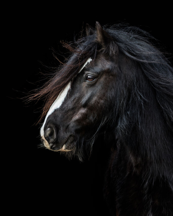 Black horse with flowing mane in a creative pet photo, featured in winning International Pet Photography Awards.