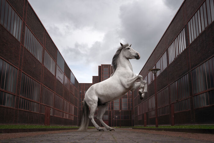 White horse rearing between modern buildings, a creative pet photo capturing motion and strength in urban setting.