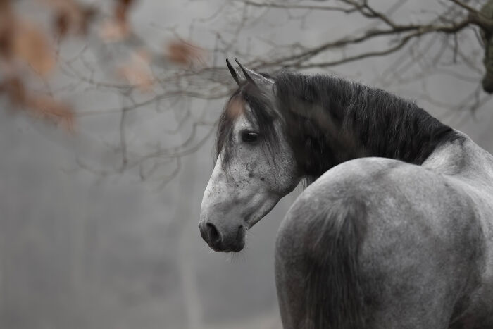 Gray horse with dark mane looking back in a foggy forest setting, showcasing creative pet photos from an award-winning collection