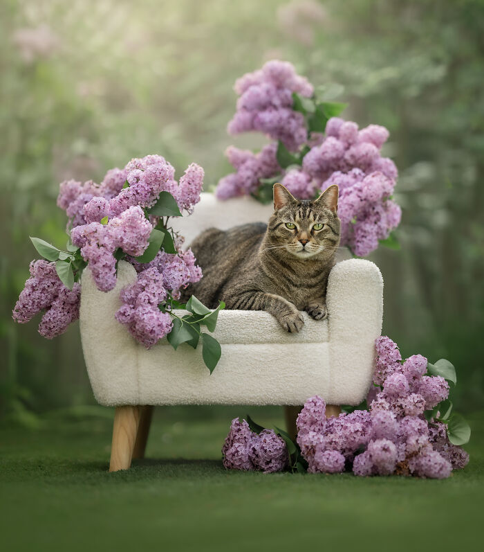 Tabby cat lounging on a small white sofa surrounded by purple flowers in a creative pet photography setting.