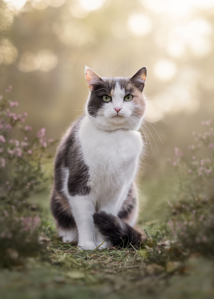 Calico cat sitting outdoors in soft natural light, one of the heartwarming and creative pet photos winning awards.
