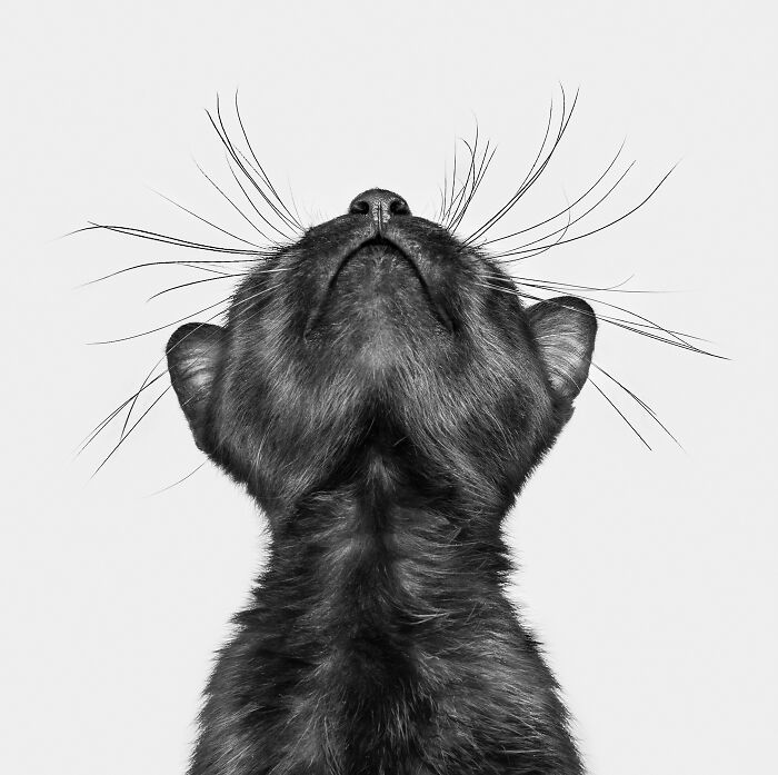 Black cat photographed from below with whiskers extended, a creative pet photo capturing unique angles for pet photography awards.