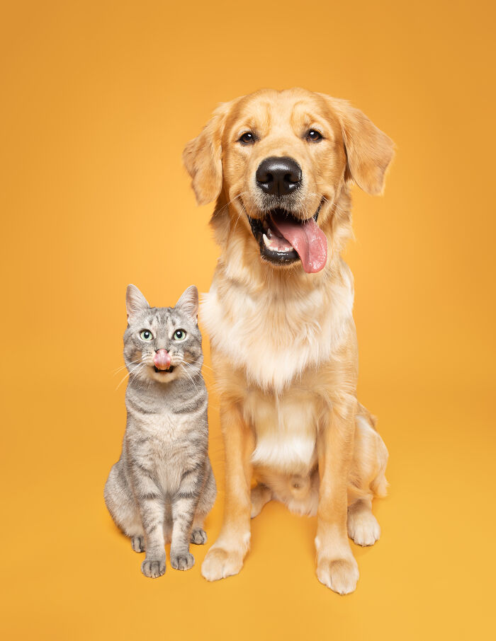 Golden retriever and gray tabby cat sitting together on orange background, creative pet photos for awards.