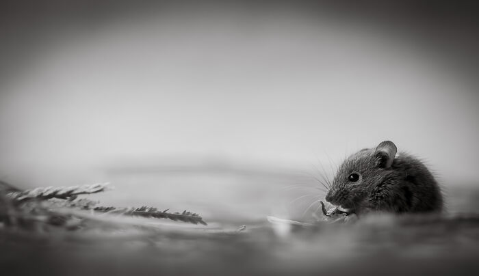 Close-up black and white creative pet photo of a small mouse eating, showcasing heartwarming pet photography.