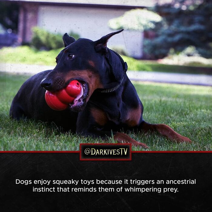 Doberman lying on grass with a red squeaky toy, illustrating strange and dark instincts in the animal world.