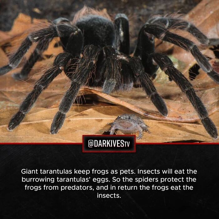 Close-up of a giant tarantula and a frog, illustrating a strange and dark world predator-prey relationship.