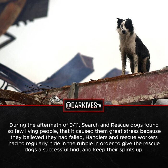 Search and rescue dog on rubble during 9/11 aftermath showing the dark realities of our world in strange and terrifying moments.