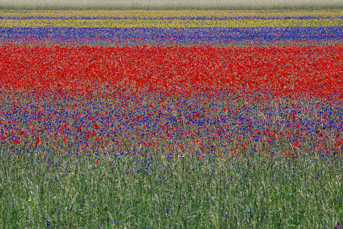 Colorful field with layered bands of red, blue, yellow, and green flowers showcasing minimalism in nature photography.
