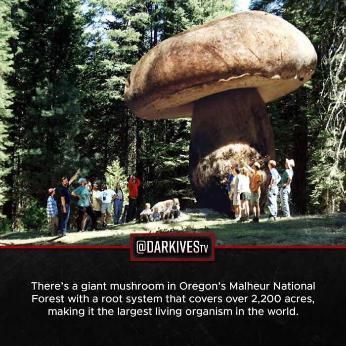 Giant mushroom in Oregon’s forest with massive root system illustrating strange and dark world terrifying facts.