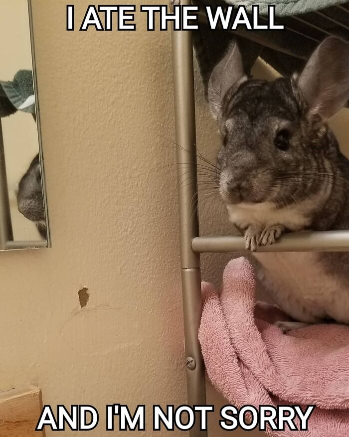 Chinchilla perched on a shelf next to a scratched wall, pet owners sharing funny pet shaming moments online.