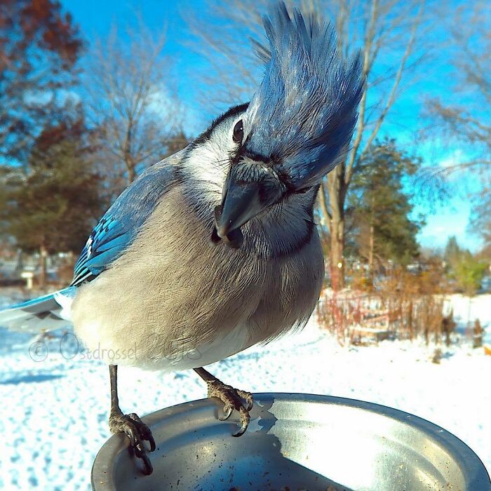 Close-up of a blue jay at a bird feeder in a snowy yard captured by a woman’s camera for bird photography.